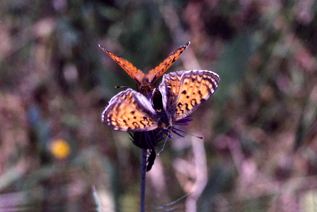 Melitaea aetherie